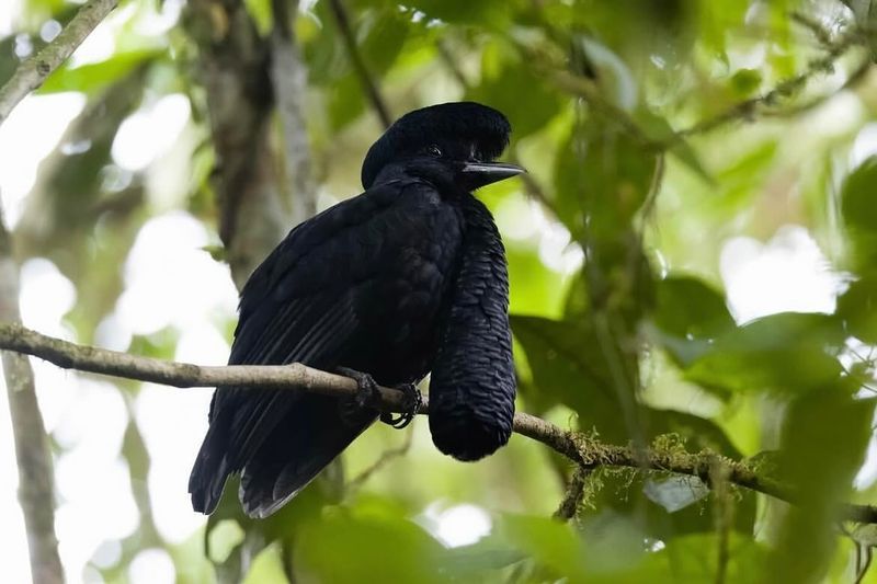 Long-wattled Umbrellabird