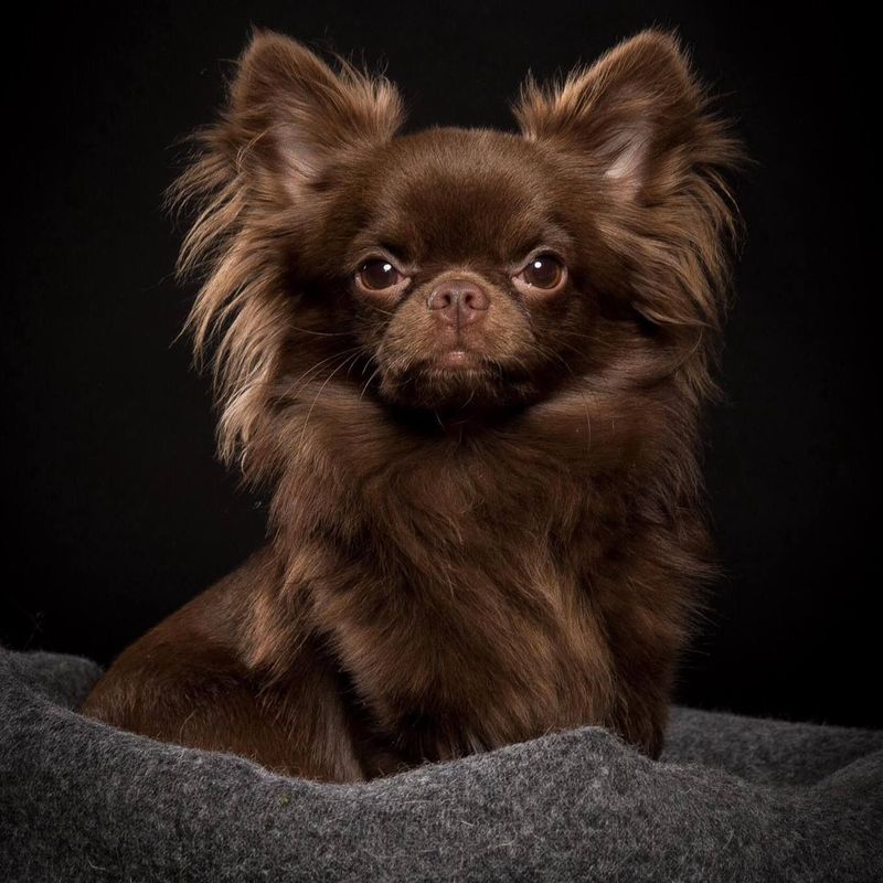 Longhaired Chihuahua