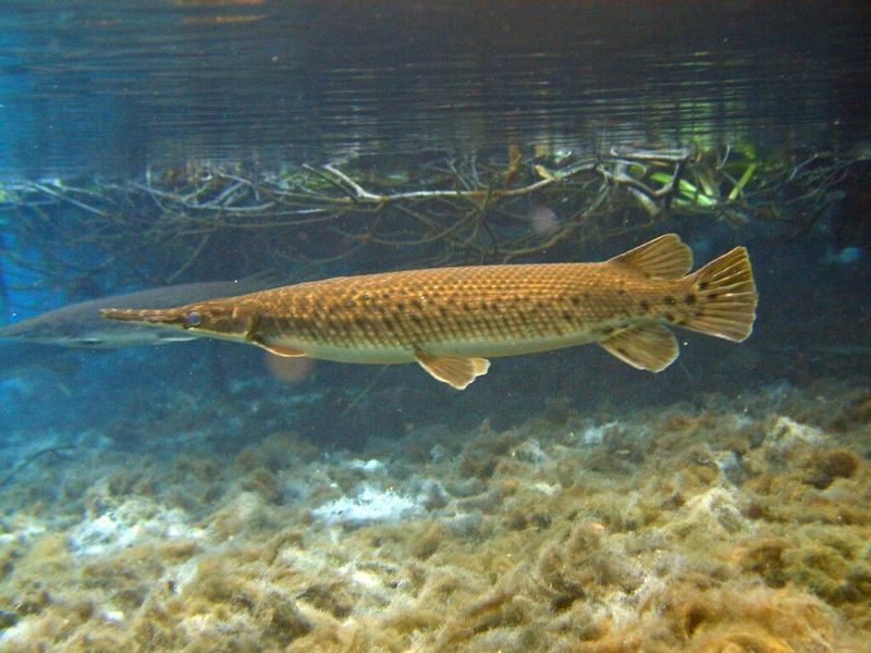 Longnose Gar