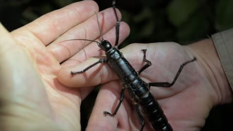 Lord Howe Island Stick Insect