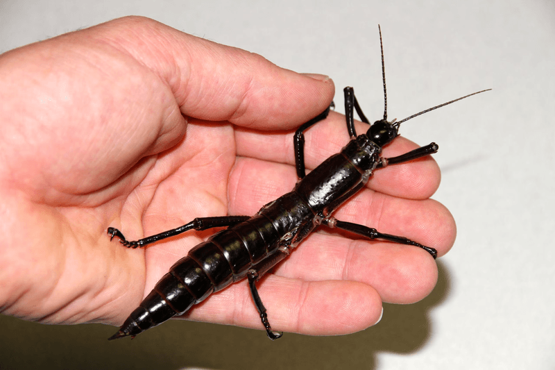 Lord Howe Island Stick Insect