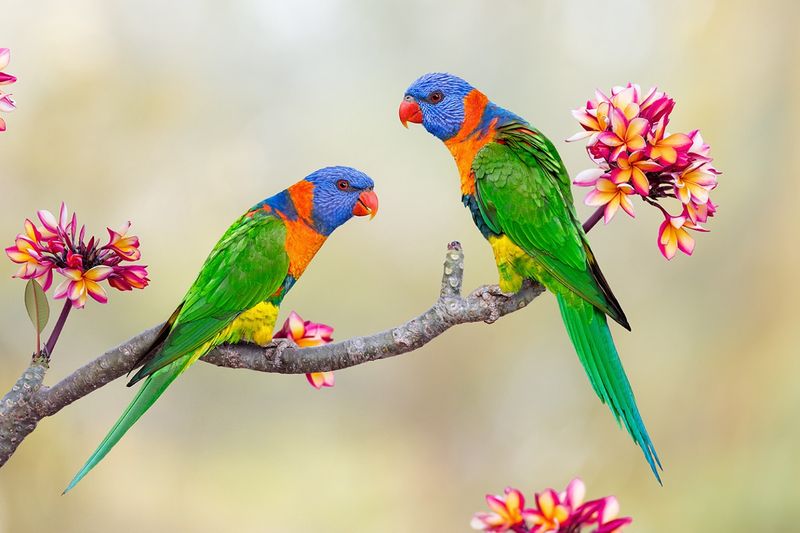 Lorikeets