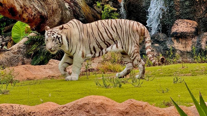 Loro Parque, Spain