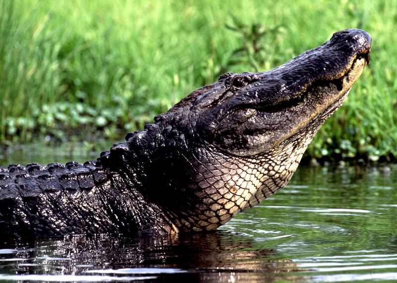 Louisiana's American Alligator