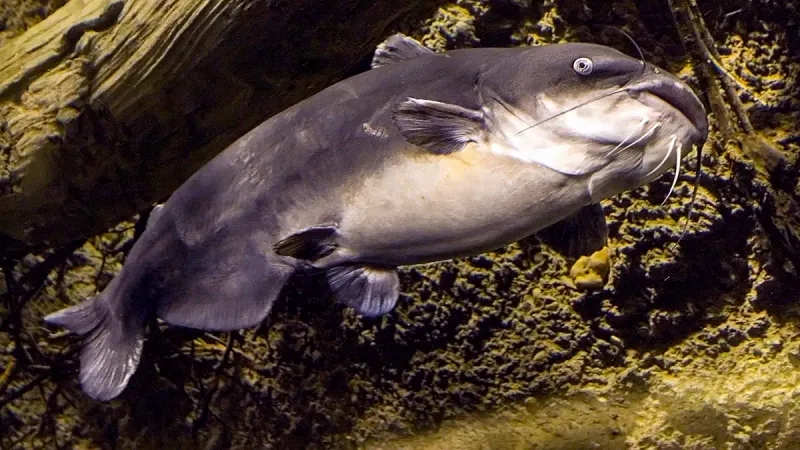 Louisiana: Blue Catfish