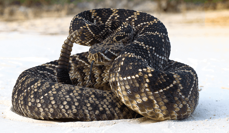 Louisiana - Eastern Diamondback Rattlesnake