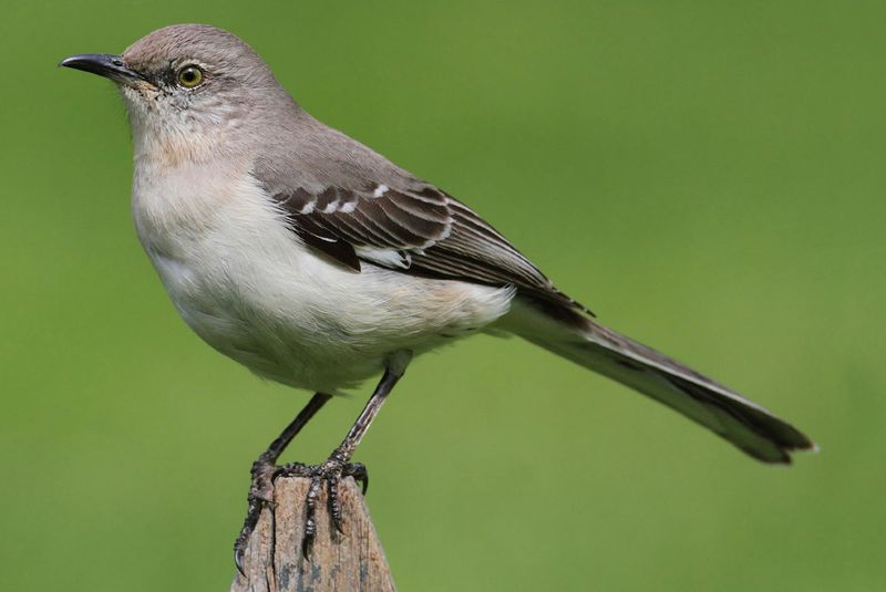 Louisiana - Northern Mockingbird