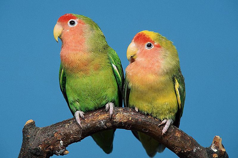 Lovebird