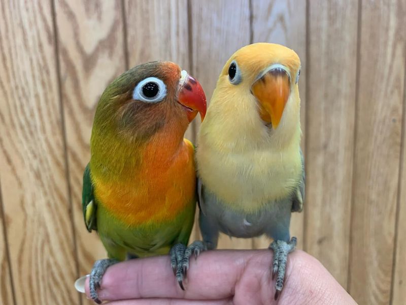 Lovebirds