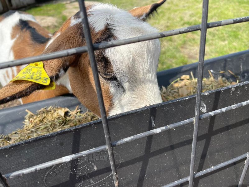 Low-Cost Livestock