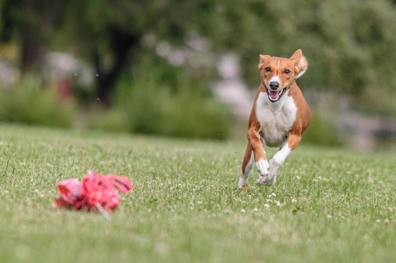 Lure Coursing