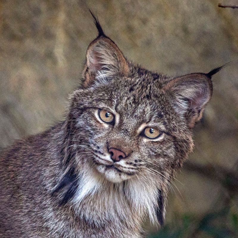 Lynx