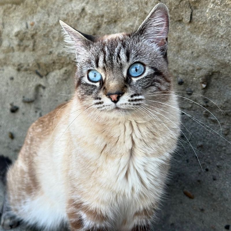 Lynx (Tabby) Point Siamese