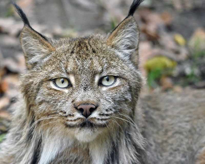 Lynxes