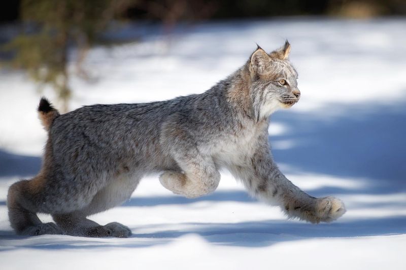 Lynxes