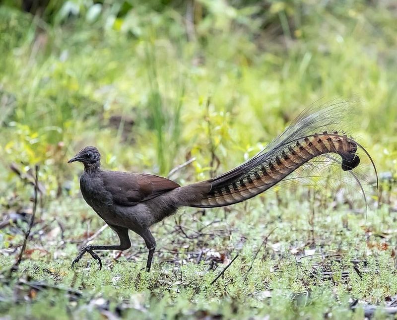 Lyre Birds