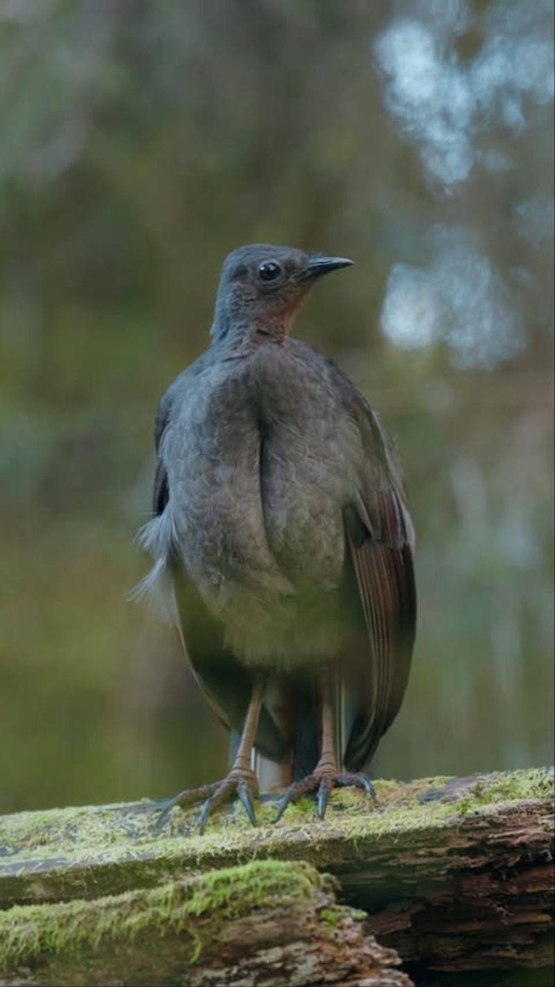 Lyrebird's Vocal Mimicry