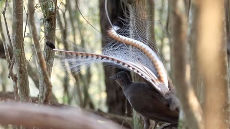 Lyrebird