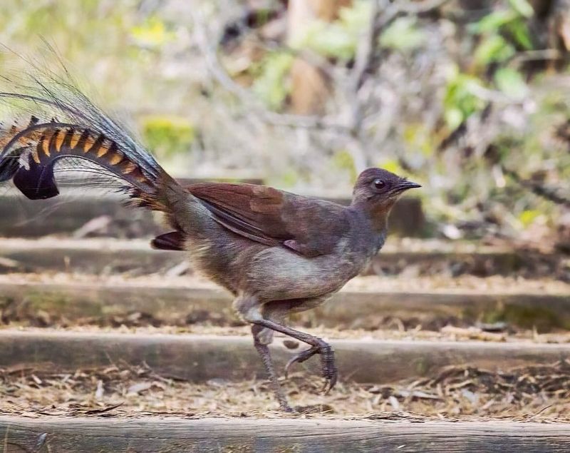 Lyrebird