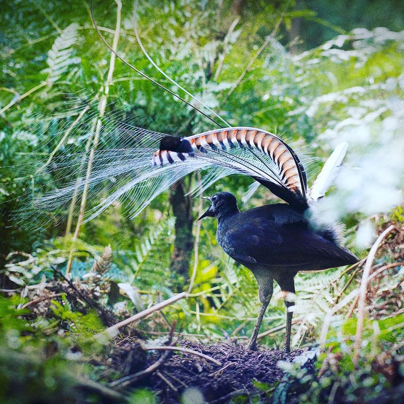 Lyrebird