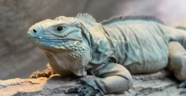 12 Rarest Reptiles That Have Become The Most Sought-After In The World ...