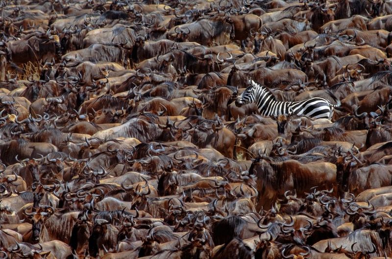 Maasai Mara National Reserve