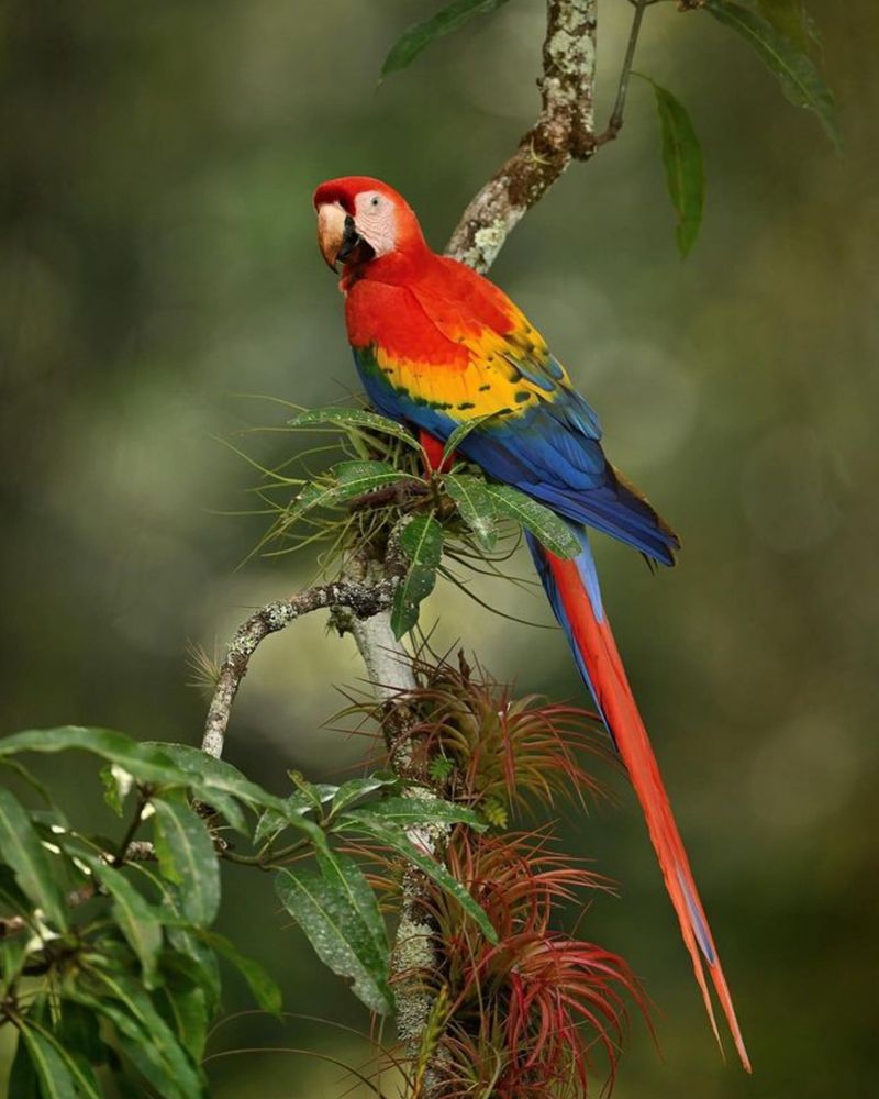 Macaw