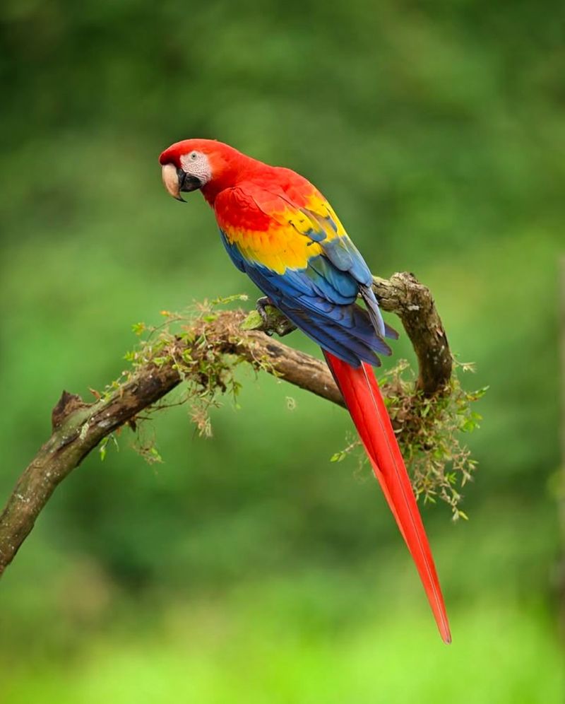 Macaw Parrot