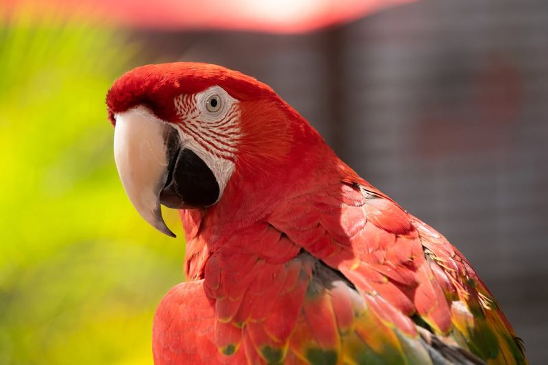 Macaws