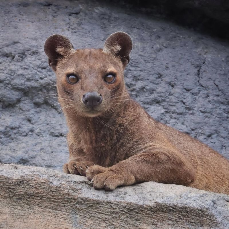 Madagascar Fossa