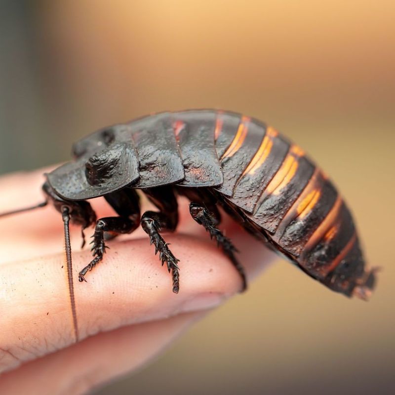 Madagascar Hissing Cockroach