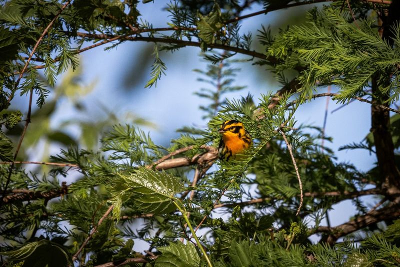 Magee Marsh Wildlife Area