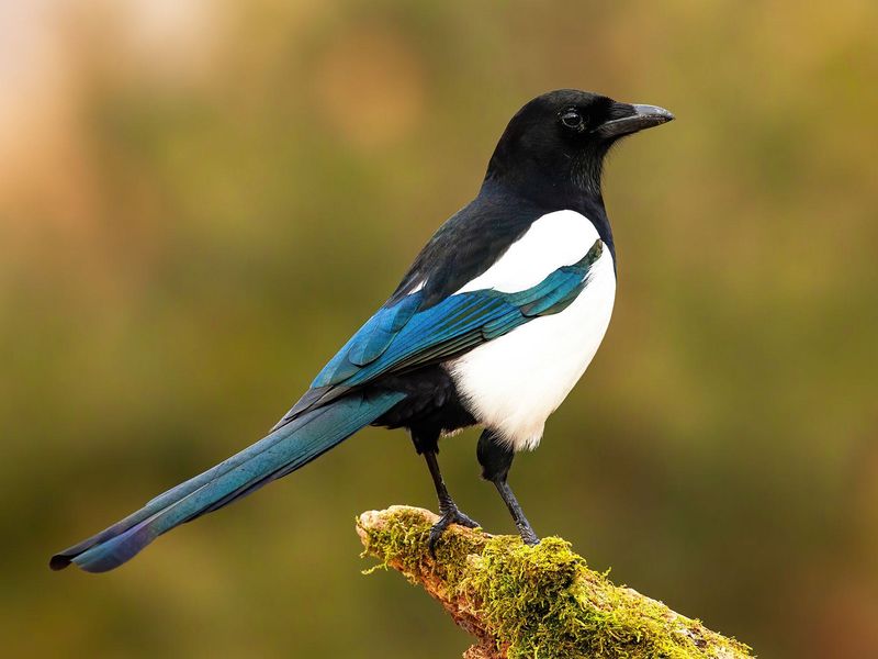 Magpie