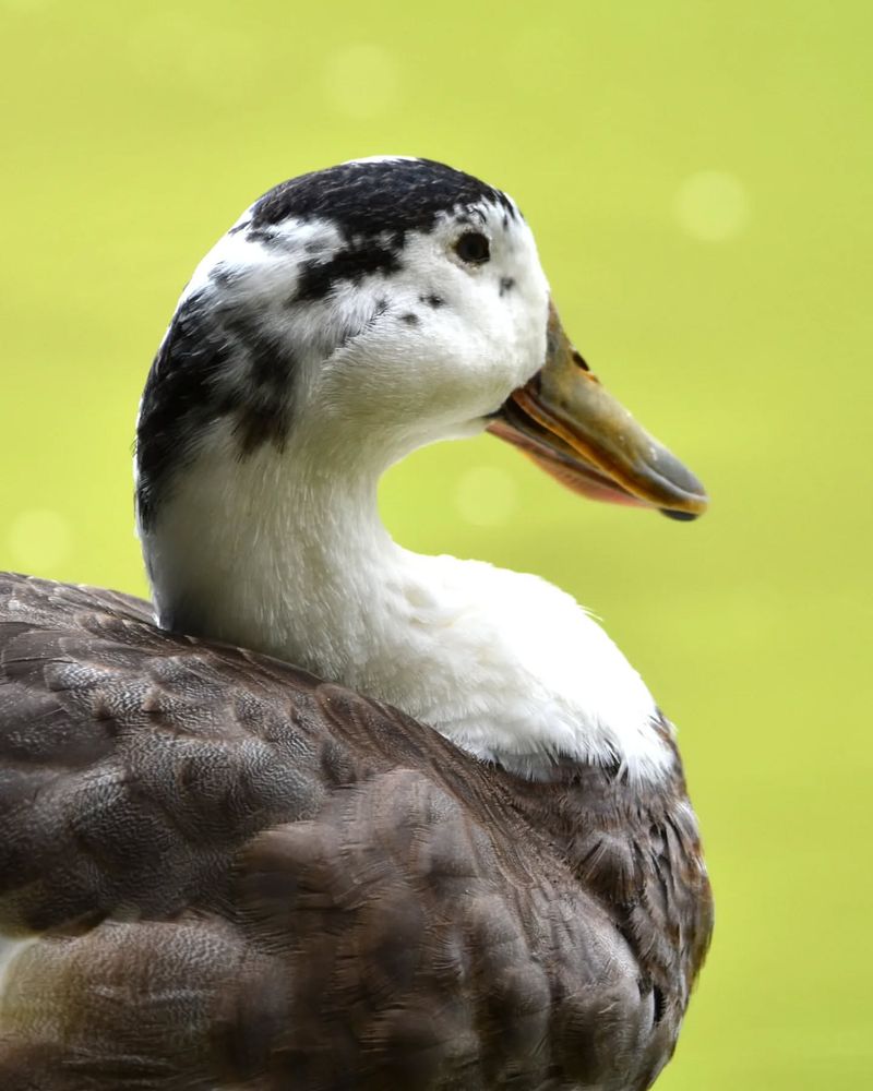 Magpie Duck