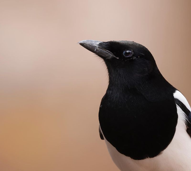 Magpie