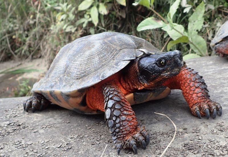 Maine's Wood Turtle