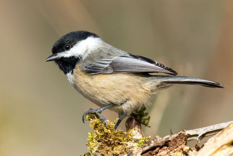 Maine - Black-capped Chickadee