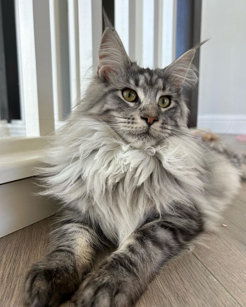 Maine Coon