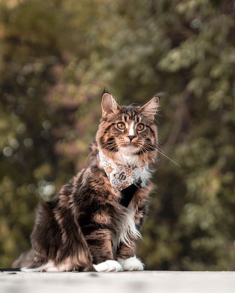 Maine Coon