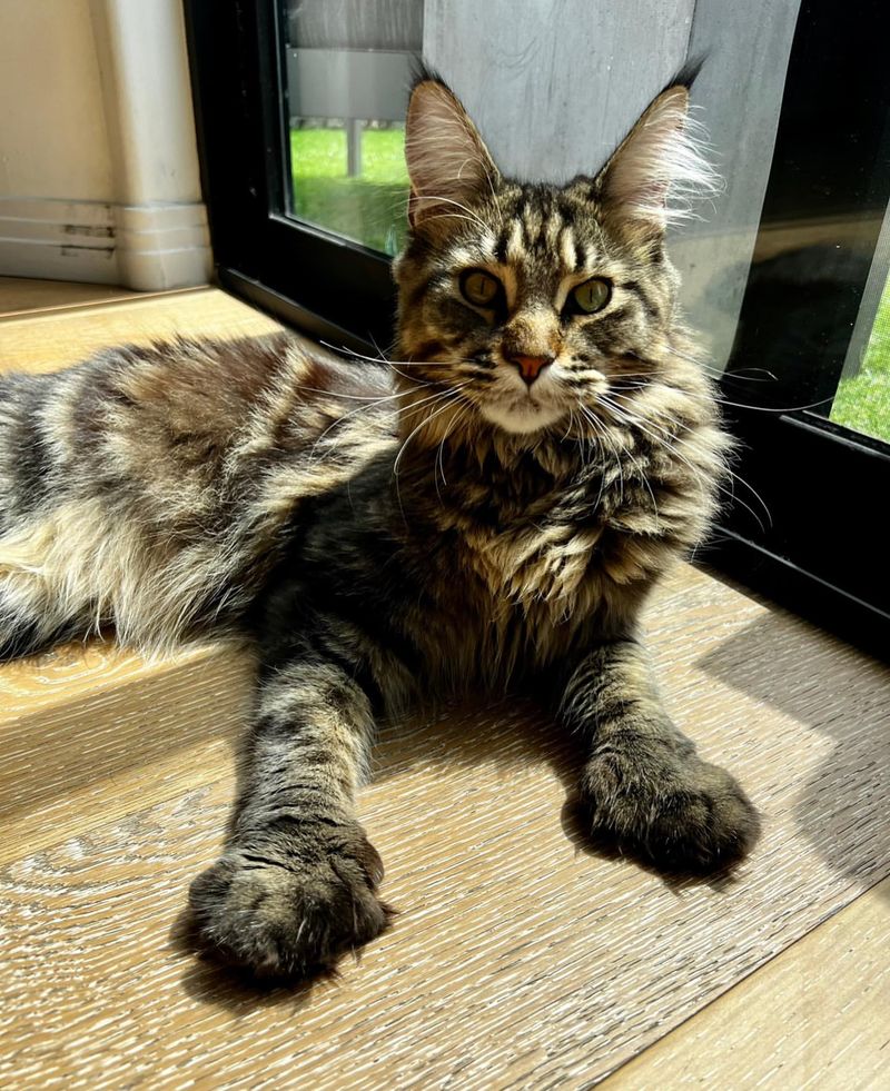 Maine Coon