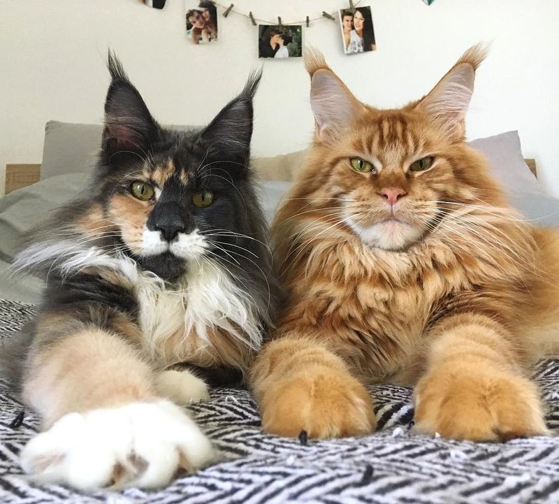 Maine Coon