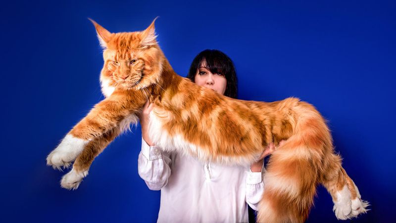 Maine Coon