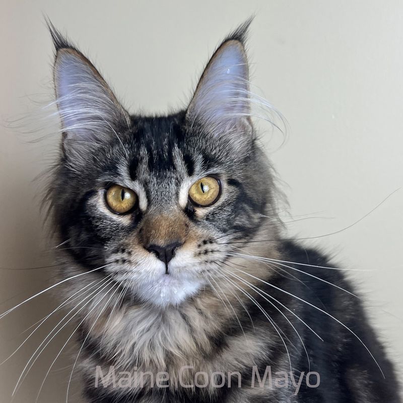 Maine Coon