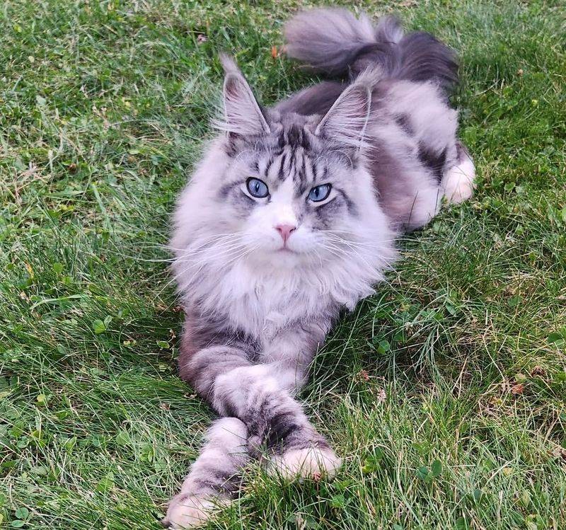 Maine Coon