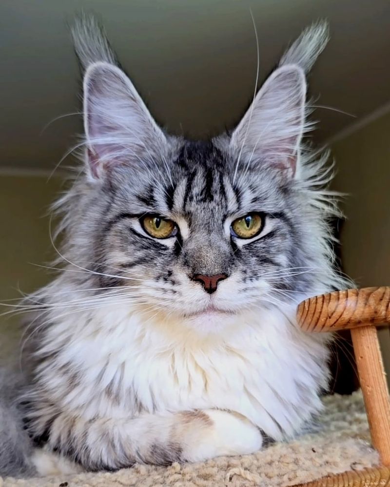 Maine Coon