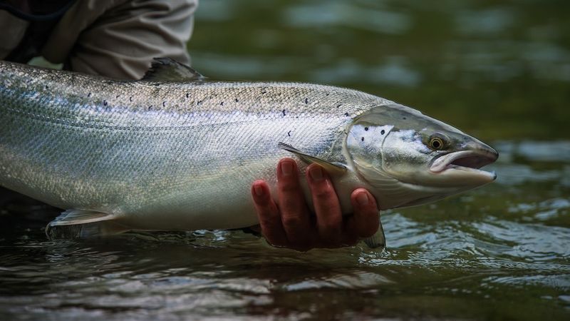 Maine: Landlocked Salmon