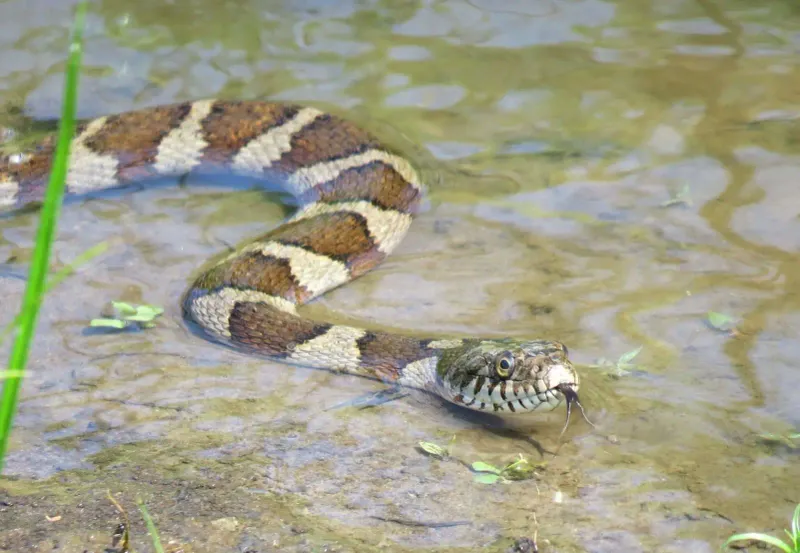 Maine - Northern Water Snake