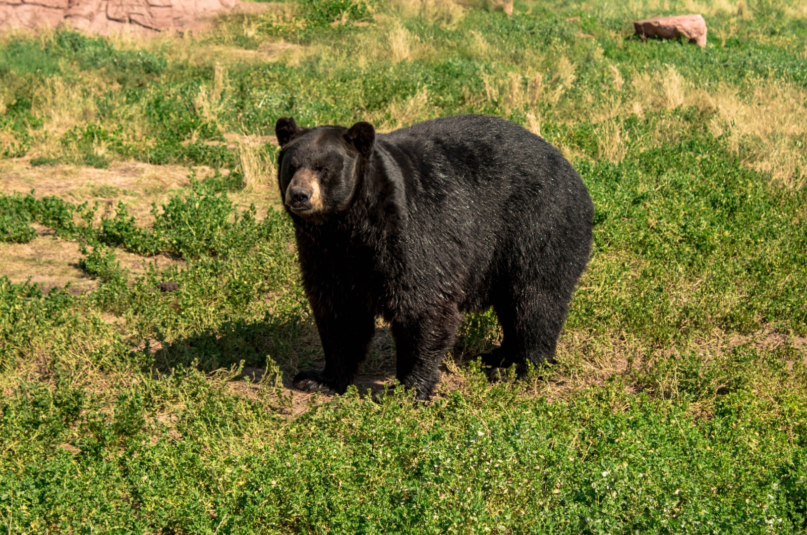 Maine black bear