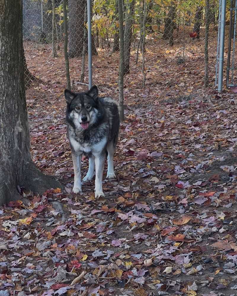 Maine