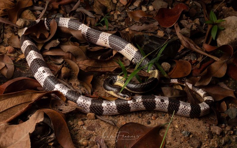 Malayan Krait